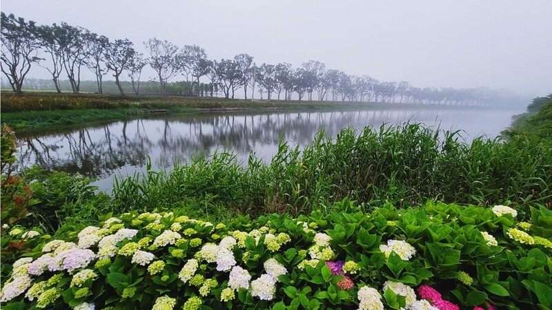 신안 도초도 팽나무 10리길…군 단위 최초 도시숲 우수상