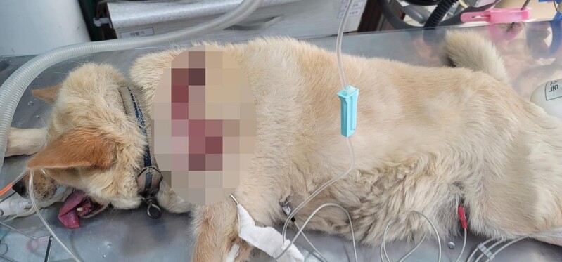 흉기 테러에 유기까지…속초서 동물 학대 사건 잇따라 발생