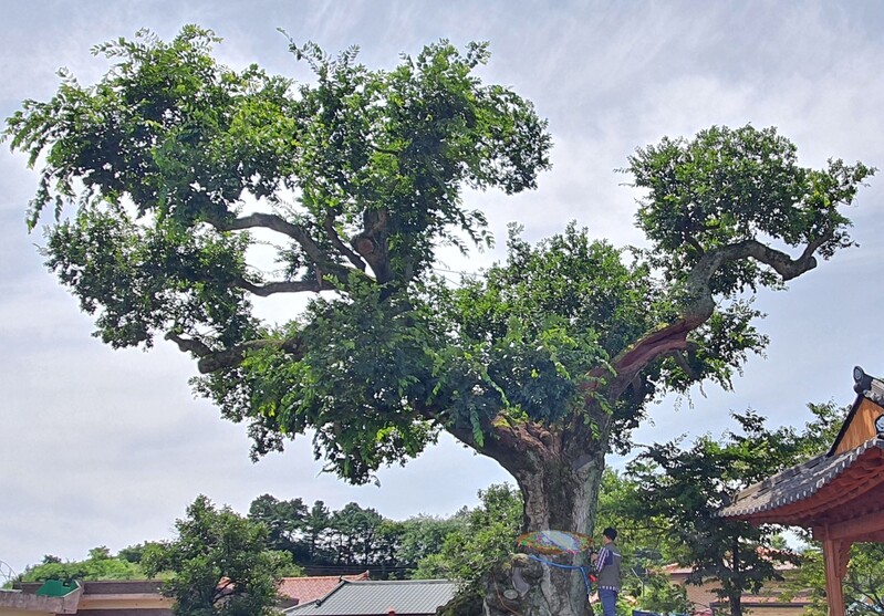 "100살 넘은 충청권 거목 중 27%만 건강"