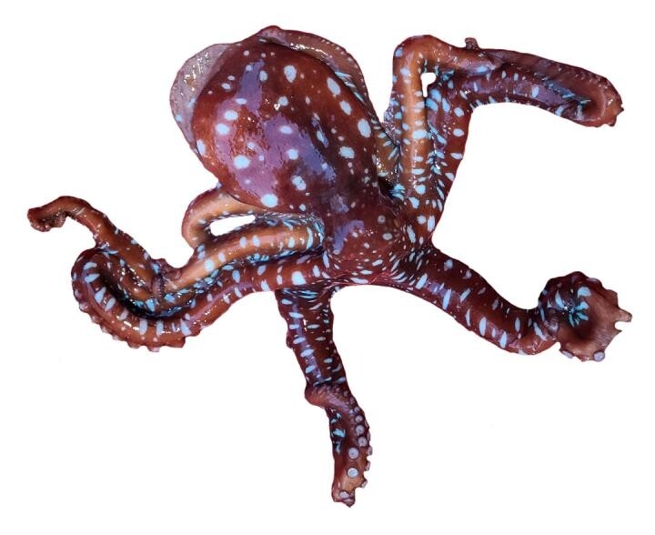 "우리 바다에 사는 해양생물에 우리말 이름 골라주세요"