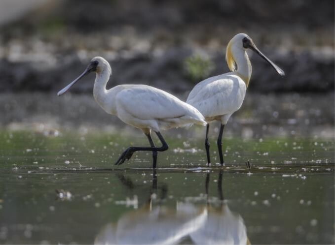 우리 갯벌에 오는 바닷새 어떻게 이동할까…해수부, 조사 착수