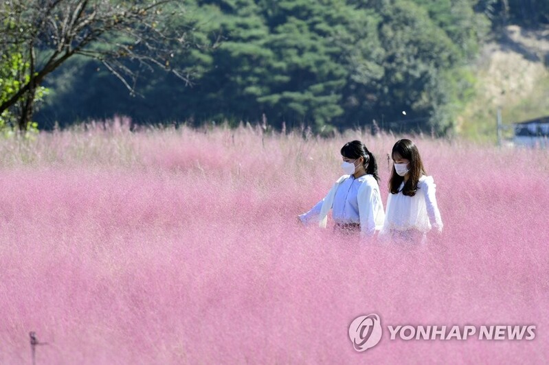 [픽! 남원] 분홍빛 핑크뮬리의 유혹