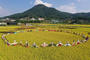 Scarecrows in rice field