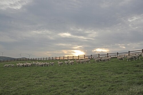 [imazine] 국내에서 즐기는 이국적 풍경 ① 대관령 목장