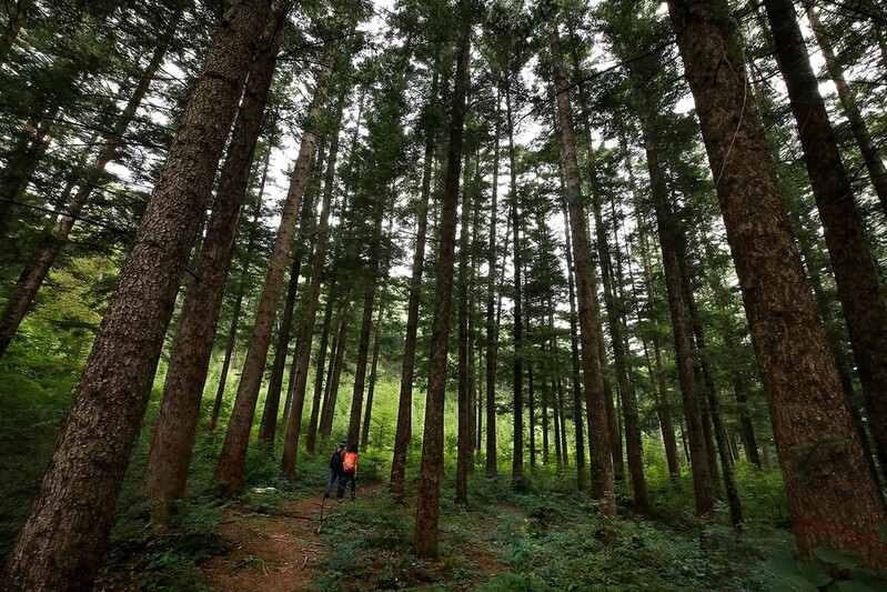 [걷고 싶은 길] 500년 동안 보존된 광릉숲길