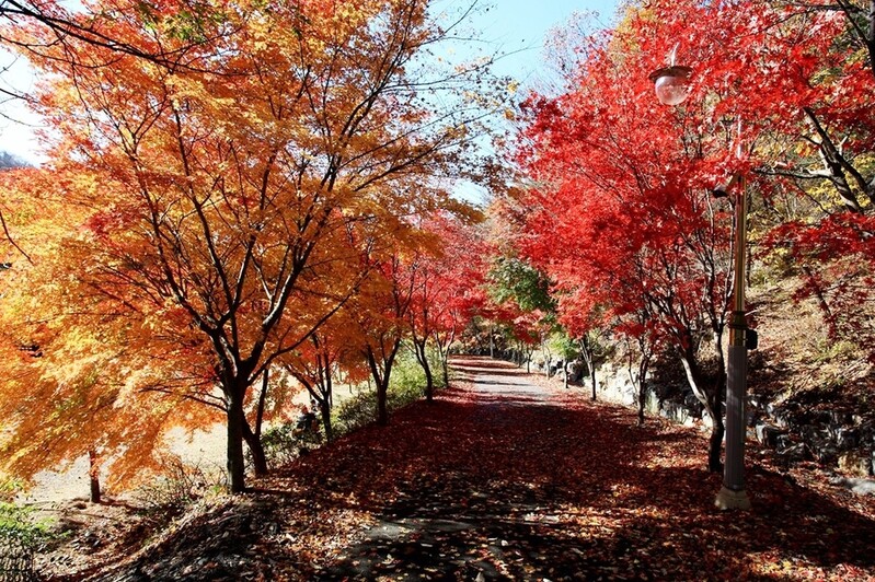 '사람은 멀리 자연은 가까이'…가을에 떠나면 좋을 보령 관광지