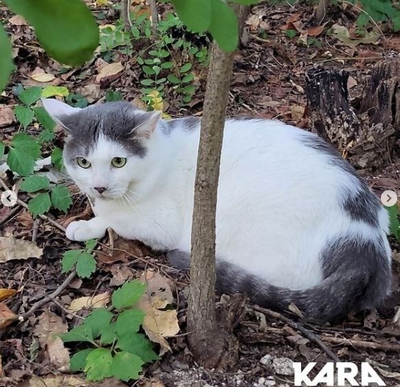 경찰, 공원에 고양이 유기한 30대 몽골인 송치
