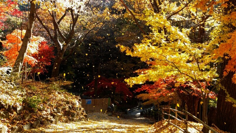 계룡산 단풍 27일께 절정…"갑사 오리숲길 추천"