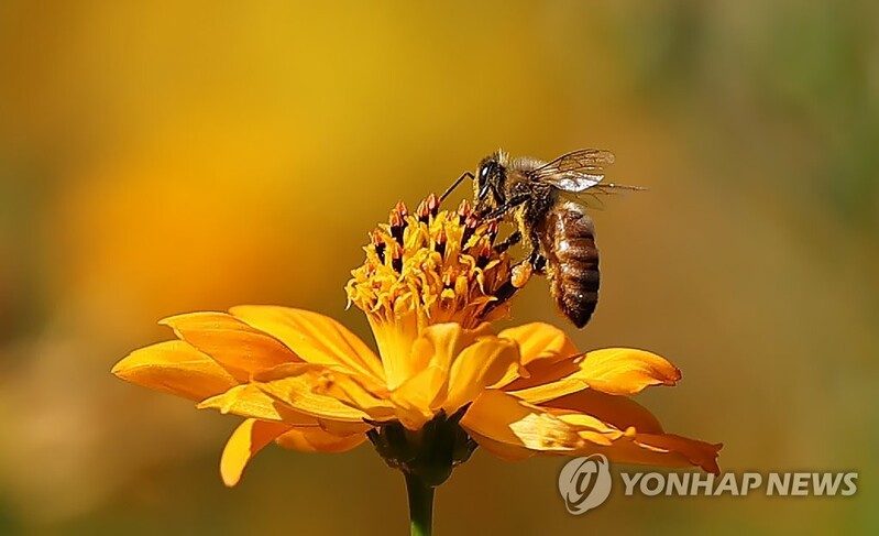 소비자원 "해외직구 로열젤리제품 일부, 국내 품질기준 미달"