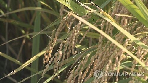 S. Korea's rice output forecast to rise 9 pct this year