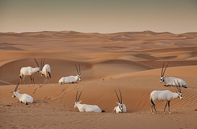 [Travel Abroad] '거리두기 최적' 두바이 사막의 매력