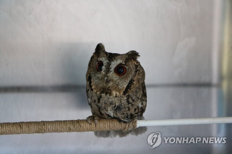 유명 유튜버, 조명 불법으로 사용해 희귀조류 야간 촬영 논란