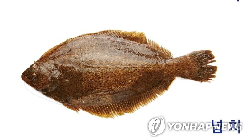 [알쏭달쏭 바다세상Ⅲ](36) 국민의 대표 횟감 '바다의 카멜레온' 넙치