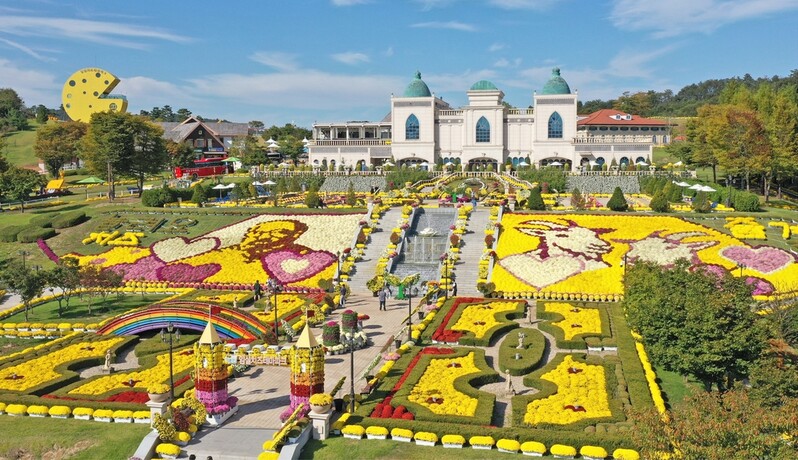 '가을꽃 향연'…임실 치즈테마파크에 국화·구절초·영산홍 만개