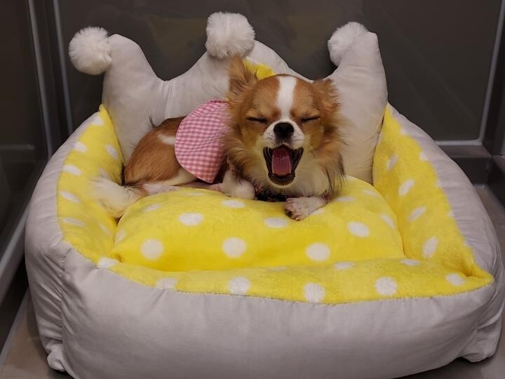 "사지말고 입양하세요" 유기동물 새 가족 찾아주기 나선 지자체