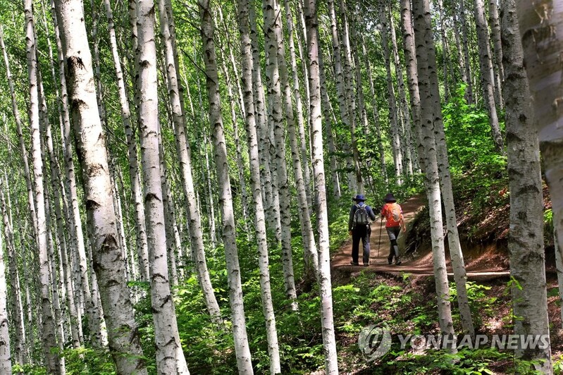 원주 산현리 7㏊ 자작나무숲에 걷고 싶은 관광 명소 길 조성