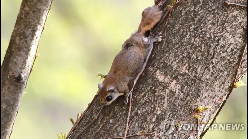 [고침] 지방(유명 유튜버, 조명 불법으로 사용해 희귀조류…)