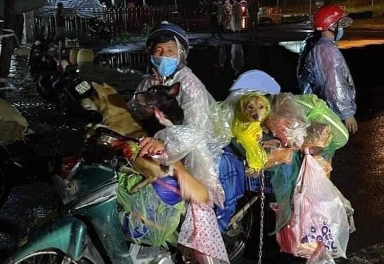 '주인이 코로나 걸린건데'…베트남서 반려견 살처분 논란