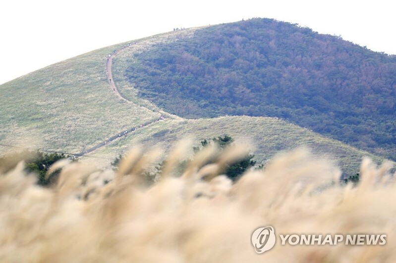 서 있기만 해도 인생샷…제주 가을꽃 사진 명소 따라가기