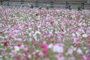 Cosmos in bloom