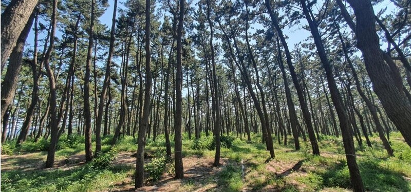 신안군, 임자도에 해양형 치유의 숲 만든다