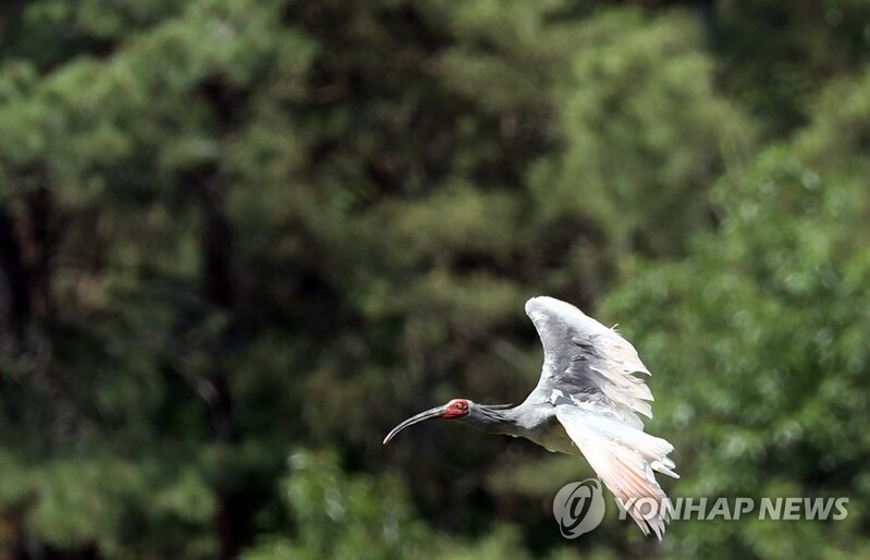 천연기념물 따오기 40마리, 자연 품으로…첫 가을 방사