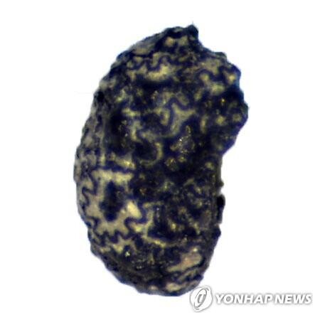 인류의 담배 애용 뿌리 깊었다…수렵채집 시절부터 흔적