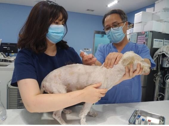 서울시, 이달 15∼29일 반려동물 광견병 예방접종