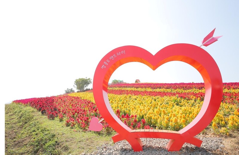 '작은 섬의 기적' 신안 병풍도 맨드라미 랜선축제 호평