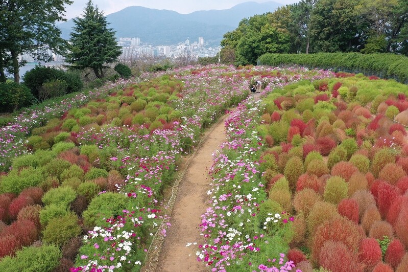 [픽! 창원] 푸른 바다·가을꽃으로 유혹하는 돝섬