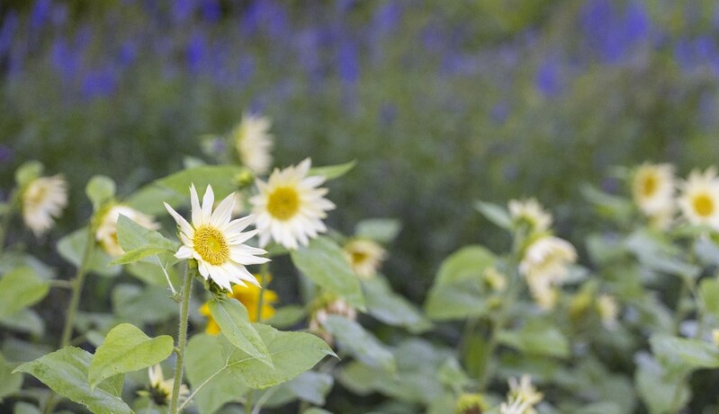 [여기 어때] 가을 백두대간수목원에 '범 내려온다'