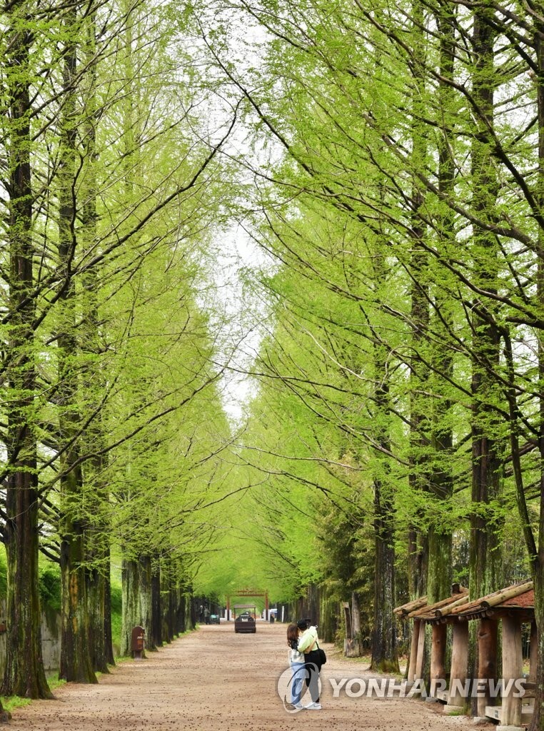 인구 4만명에 카페가 무려 213곳…전남 담양군 '관광파워'