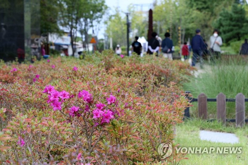 계절 착각했나…가을에 활짝 핀 봄꽃