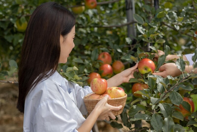 [여행소식] 파크로쉬, "셰프와 함께 사과를 수확하세요"