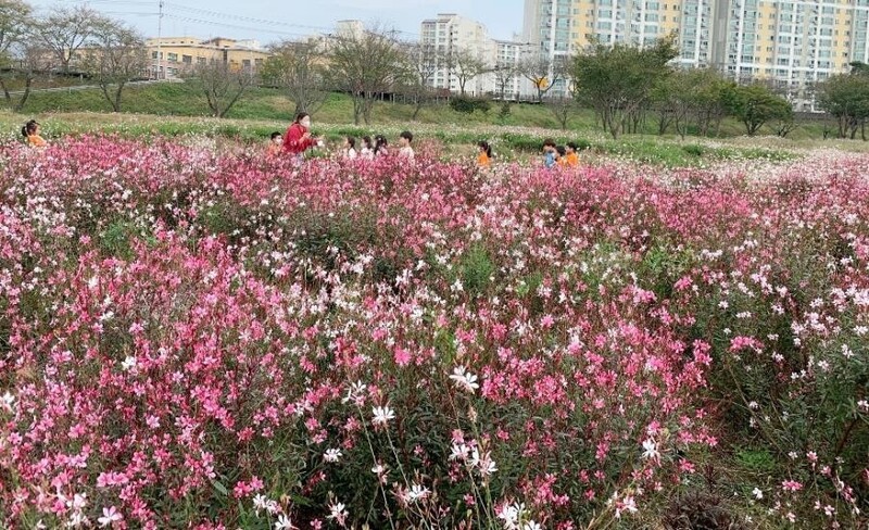 [픽! 밀양] 가을꽃 융단 깔린 밀양강 둔치