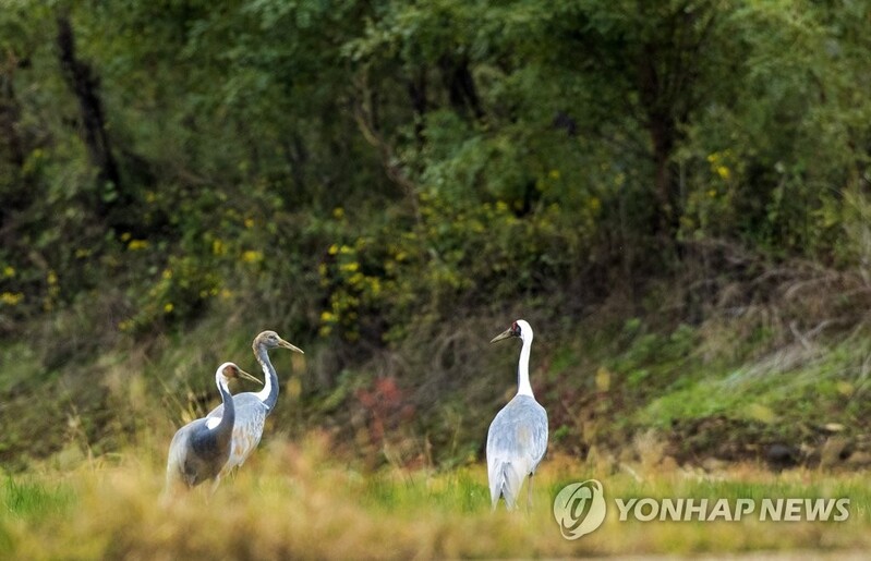 '반가운 겨울 진객' 철원 민통선 마을 찾은 재두루미 가족