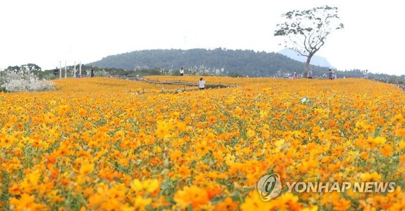 "2년 가까이 힘들게 버텼다"…위드 코로나 제주 관광은?