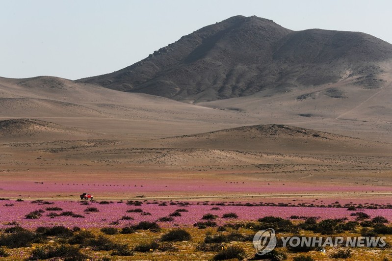 칠레 사막에 분홍빛 꽃물결…기후변화 탓에 못 보게 될까