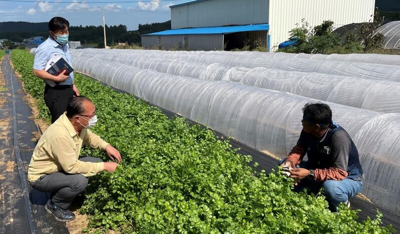 아열대작목 '고수', 해남 새로운 농가 소득원 부상