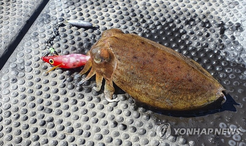 [길따라 멋따라] 낚시도 오징어 게임…올해는 오징어의 해?