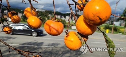 '한파특보' 궂은 가을 아쉬움 속 전국 유명산·관광명소 북적