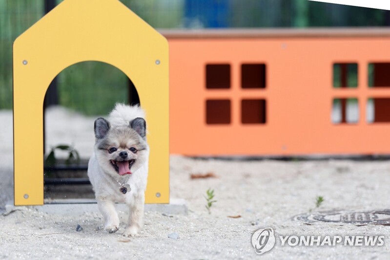 "국내 반려동물 코로나19 확진 92건…개 56건·고양이 36건"