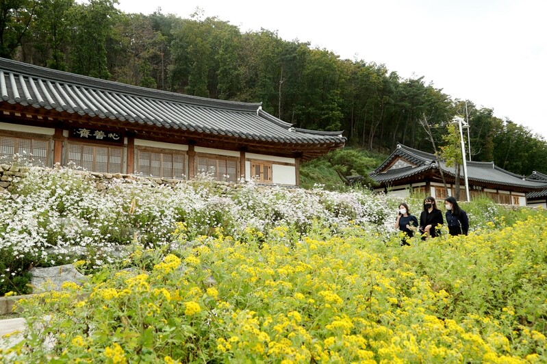 [픽! 보은] 속리산 말티재 물들인 '꽃의 향연'
