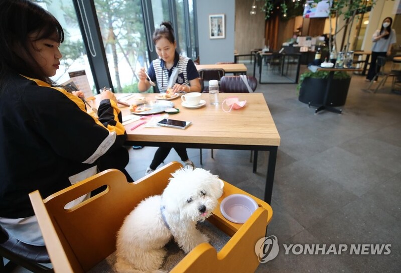 올해 반려견 등록 자진신고 기간에 18만마리 접수…작년의 3.6배