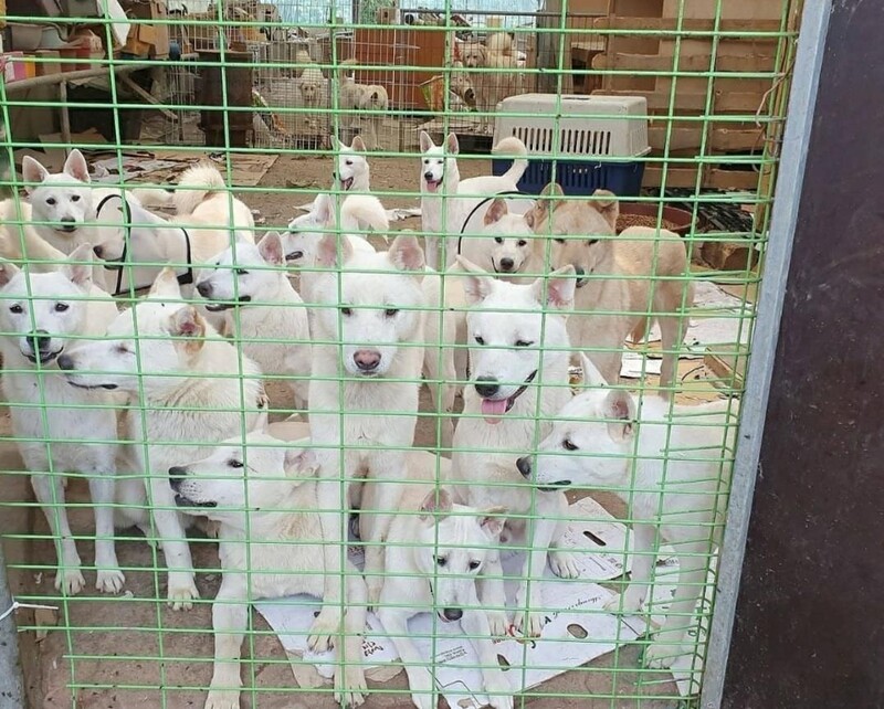 [OK!제보] 이모, 삼촌 도와주세요…날은 추운데 223마리 견공들 갈곳 없어