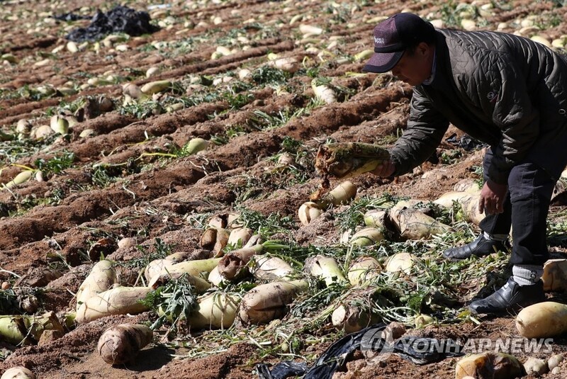 [르포] 병해·가격폭락·냉해 '삼중고'에 한해 농사 망친 농가