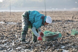 'Tidal flat harvesting' traditional skills to collect sea creatures in tidal flats to be designated intangible cultural heritage