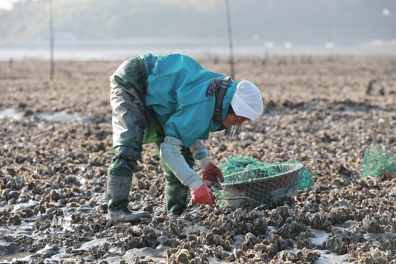 갯벌서 해산물 잡는 전통기술 '갯벌어로', 무형문화재 된다
