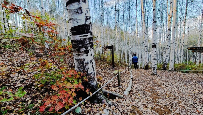 [사진톡톡] '은빛 세상' 자작나무숲에 울긋불긋 단풍이 물들다