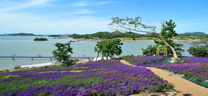 갑작스러운 한파로 신안군 퍼플섬 아스타꽃 축제 조기 마감